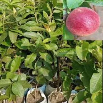Baldwin Apple Plant